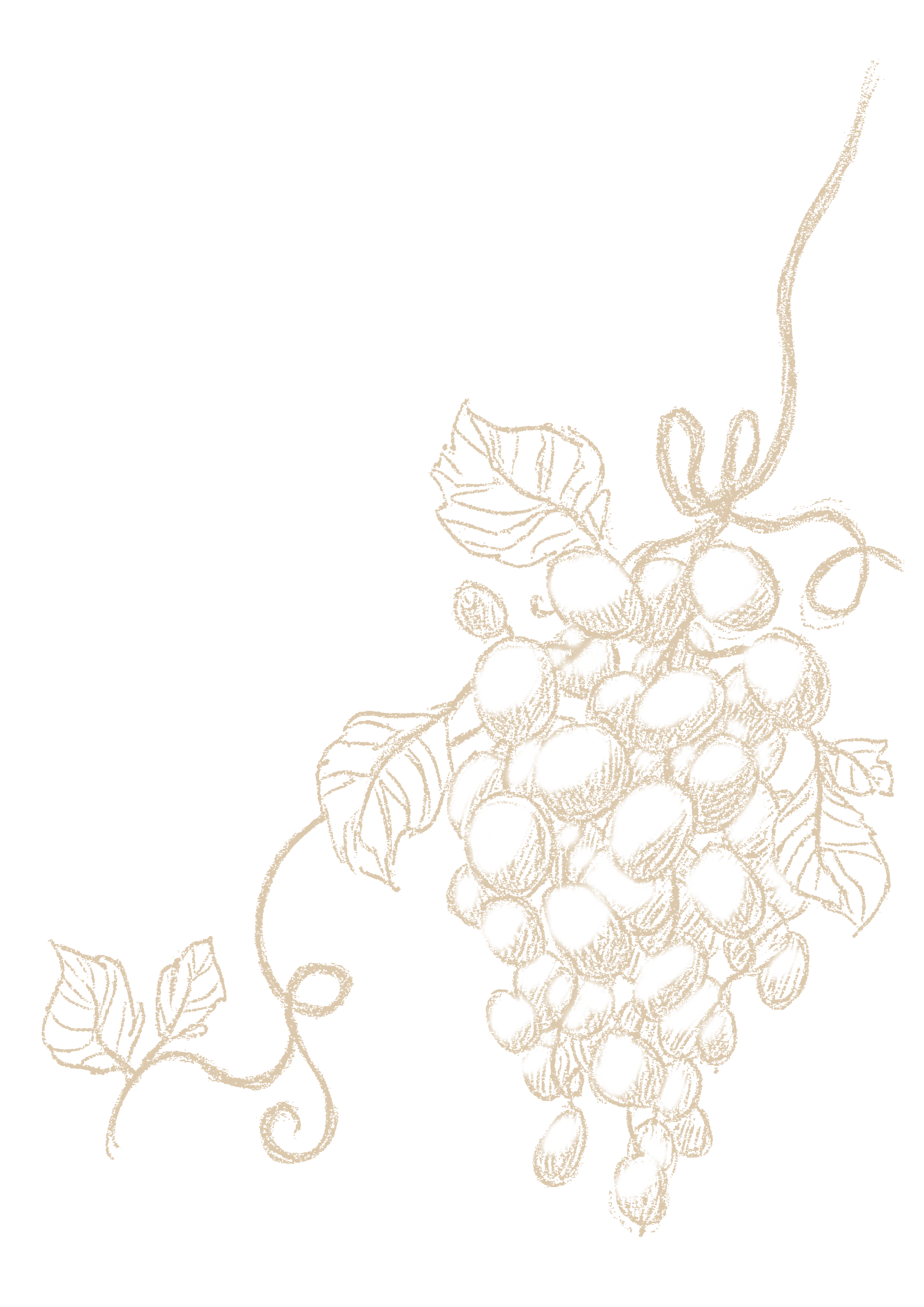Grape Vine